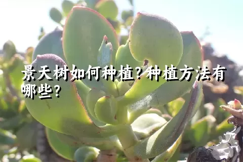 景天树如何种植？种植方法有哪些？