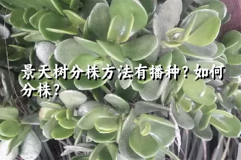 景天树分株方法有播种？如何分株？