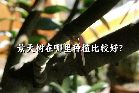 景天树在哪里种植比较好？