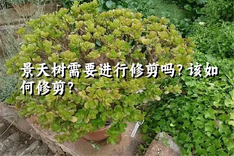 景天树需要进行修剪吗？该如何修剪？