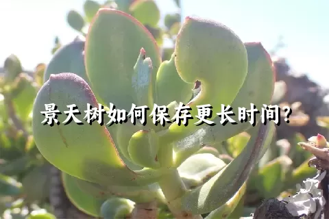 景天树如何保存更长时间？