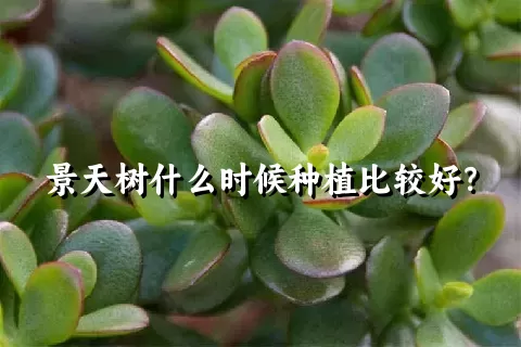 景天树什么时候种植比较好？