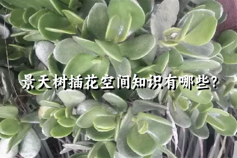 景天树插花空间知识有哪些？