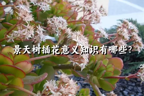 景天树插花意义知识有哪些？