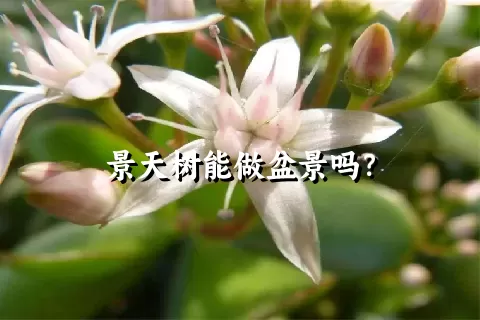 景天树能做盆景吗？