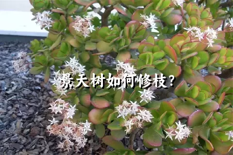 景天树如何修枝？