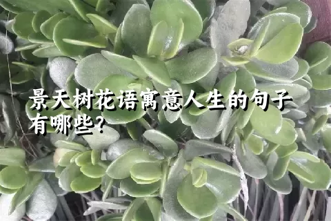 景天树花语寓意人生的句子有哪些？