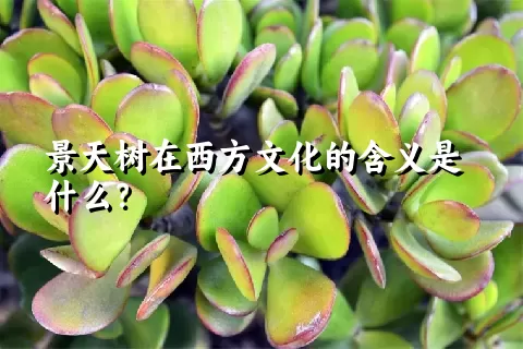 景天树在西方文化的含义是什么？