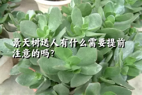 景天树送人有什么需要提前注意的吗？