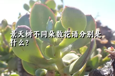 景天树不同朵数花语分别是什么？