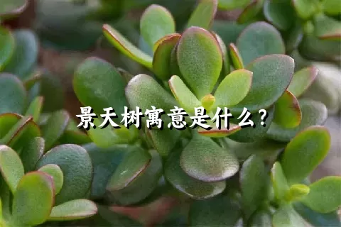 景天树寓意是什么？