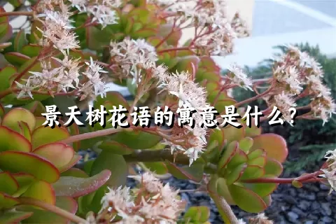 景天树花语的寓意是什么？