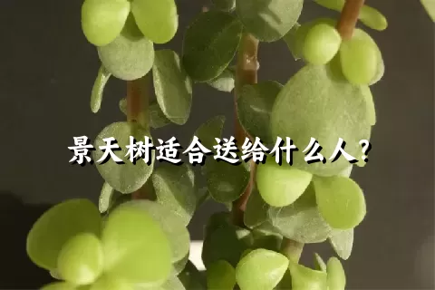 景天树适合送给什么人？