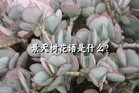 景天树花语是什么？