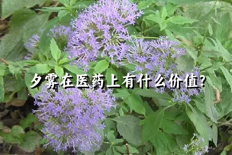 夕雾在医药上有什么价值？