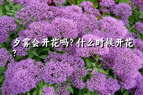 夕雾会开花吗？什么时候开花？