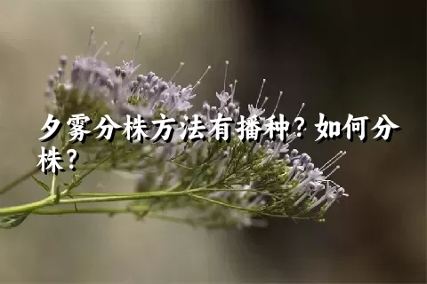 夕雾分株方法有播种？如何分株？