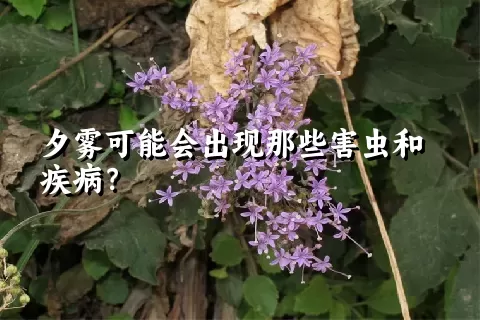 夕雾可能会出现那些害虫和疾病？