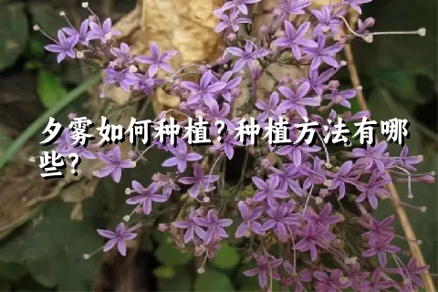 夕雾如何种植？种植方法有哪些？