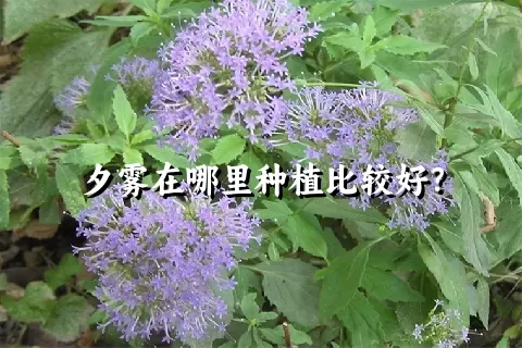 夕雾在哪里种植比较好？