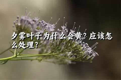 夕雾叶子为什么会黄？应该怎么处理？