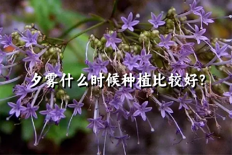 夕雾什么时候种植比较好？