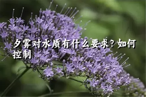 夕雾对水质有什么要求？如何控制