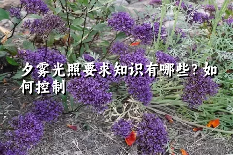 夕雾光照要求知识有哪些？如何控制