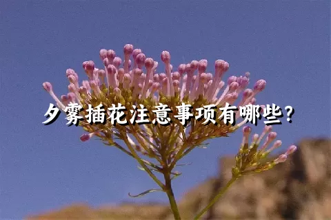 夕雾插花注意事项有哪些？