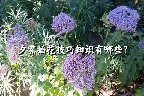 夕雾插花技巧知识有哪些？