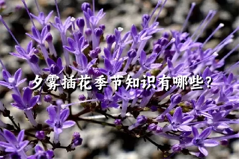 夕雾插花季节知识有哪些？