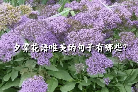 夕雾花语唯美的句子有哪些？