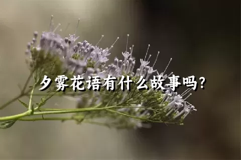 夕雾花语有什么故事吗？