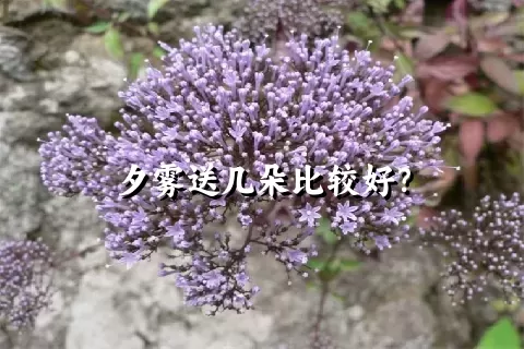 夕雾送几朵比较好？