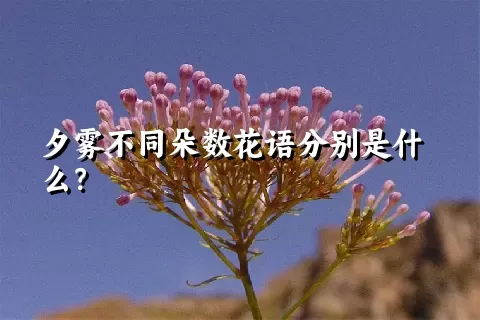 夕雾不同朵数花语分别是什么？