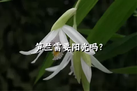 笋兰需要阳光吗？