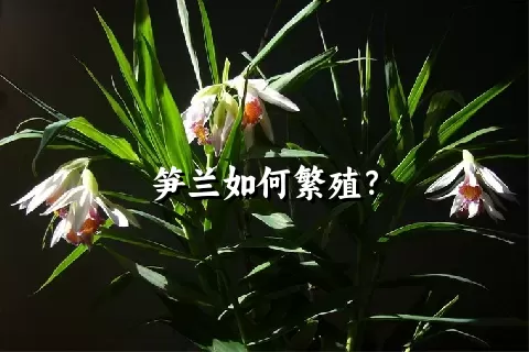 笋兰如何繁殖？