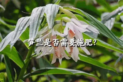 笋兰是否需要施肥？