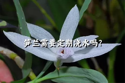 笋兰需要定期浇水吗？