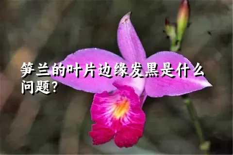 笋兰的叶片边缘发黑是什么问题？