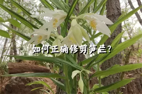 如何正确修剪笋兰？