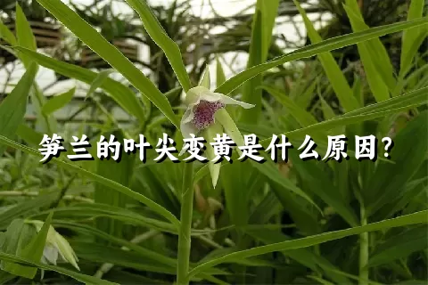 笋兰的叶尖变黄是什么原因？