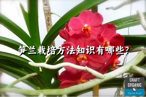 笋兰栽培方法知识有哪些？