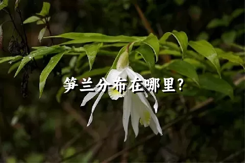 笋兰分布在哪里?