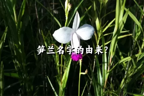 笋兰名字的由来？