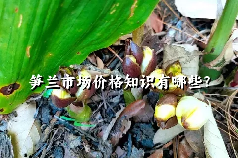 笋兰市场价格知识有哪些？