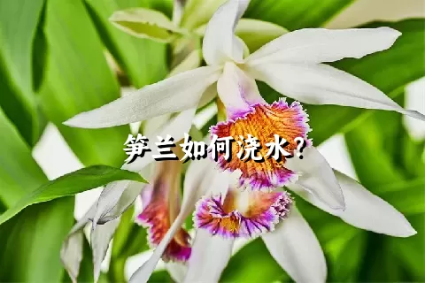 笋兰如何浇水？