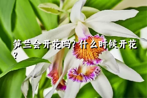 笋兰会开花吗？什么时候开花？