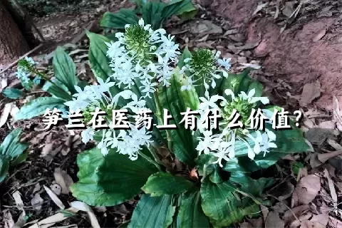 笋兰在医药上有什么价值？