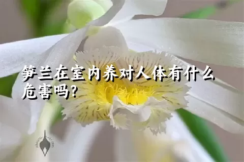 笋兰在室内养对人体有什么危害吗？